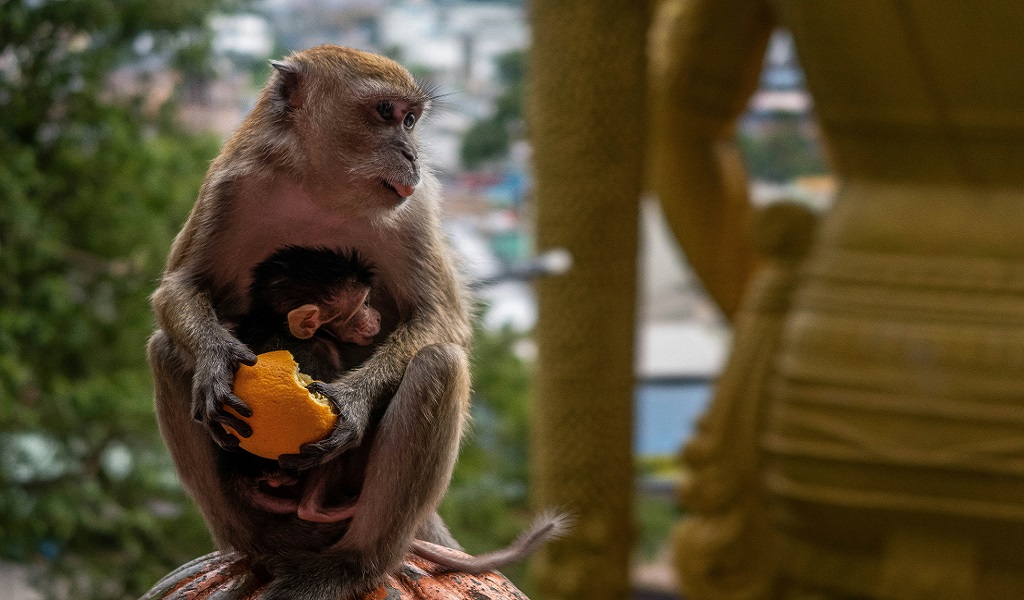 Curiosidade viral: vídeos de macaco órfão com brinquedo de pelúcia emocionam a internet